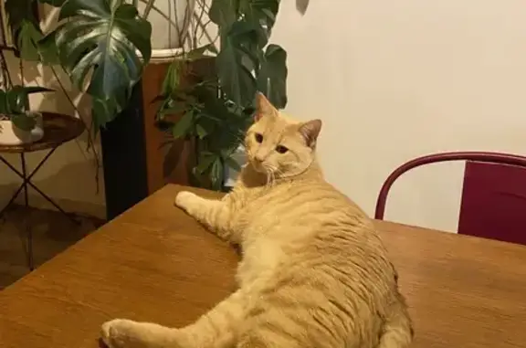 Chat perdu, Brive-la-Gaillarde, photo: Chat roux à queue torsadée perdu