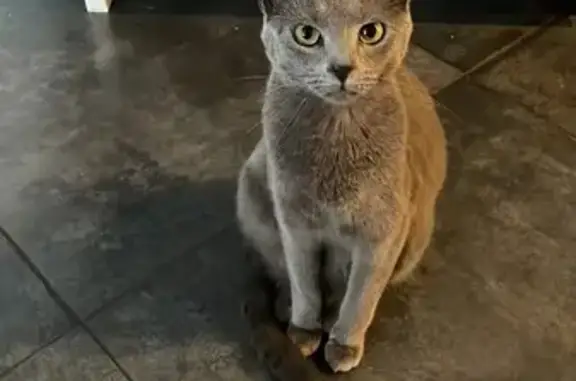 Animaux perdus Épinay-sur-Seine, photo: Chat Chartreux Perdu à Épinay