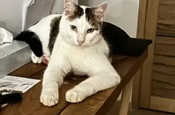 Chat perdu, Oraison, photo: Chat Winni disparu à Oraison