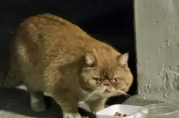 Chat perdu avec collier vert - photo
