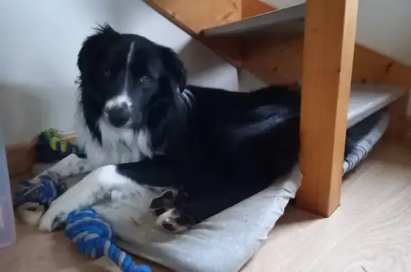 Chien perdu , photo : Chien Border collie perdu à Habère-Poche