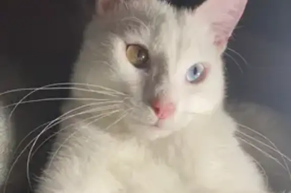 Chat blanc perdu près Mairie Tulle - photo