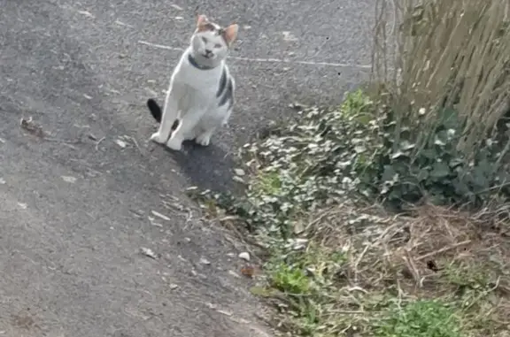 Chat craintif trouvé à Allassac - photo