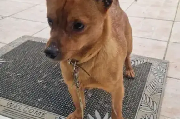 Chiot croisé suiveur trouvé - photo