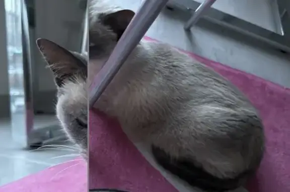 Animaux trouvés Vergèze, photo: Chat Birman retrouvé à Vergèze