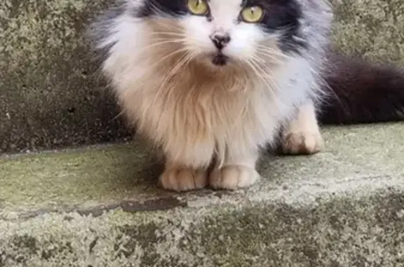 Chat perdu à Franqueville-Saint-P - photo