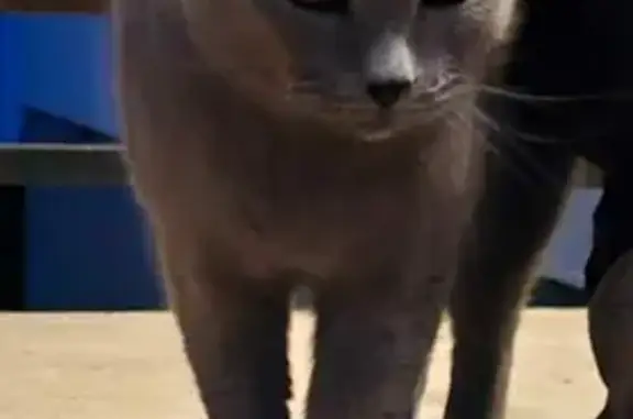 Chat gris européen trouvé à Reims - photo