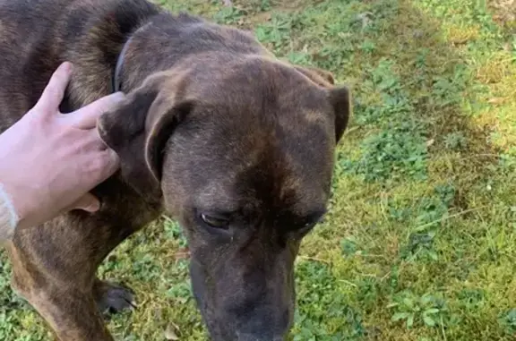 Chien mâle bringé trouvé à Audignon - photo