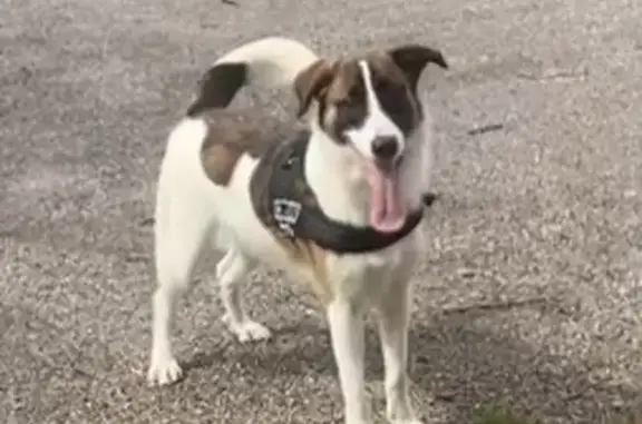 Chien perdu , photo : Recherche Falco, chien perdu