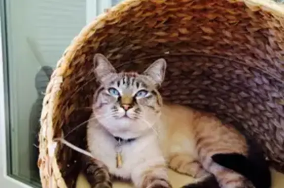 Chat perdu, Thonon-les-Bains, photo: Chat siamois croisé perdu