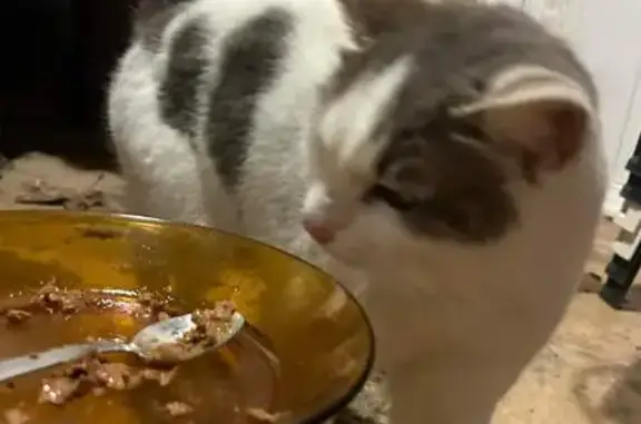 Chat amical trouvé à Sénas - photo