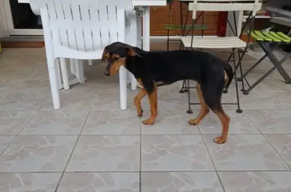 Trouvée: Mini-Beauceronne 11,5kg - photo