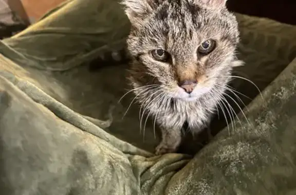 Chat maigre et malvoyant trouvé - photo