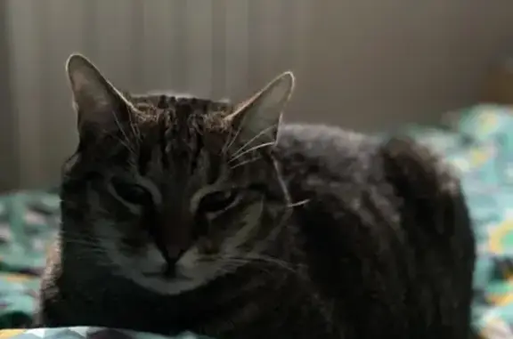 Animaux perdus , photo: Chat tigré perdu à Verbiesles
