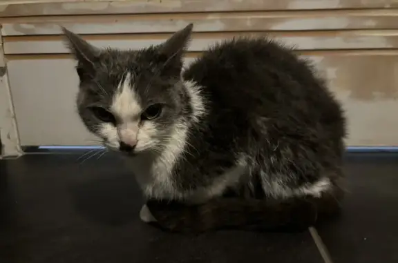 Chatte grise et blanche retrouvée - photo