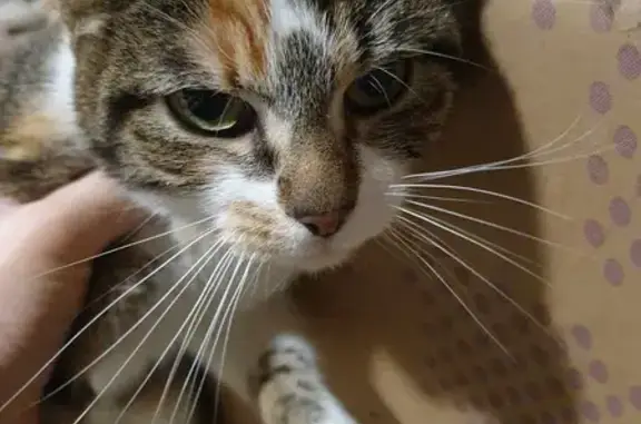 Chat perdu retrouvé à Nancy - photo