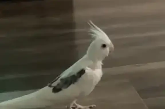 Help Find Nico! Lost Cockatiel in Craigieburn