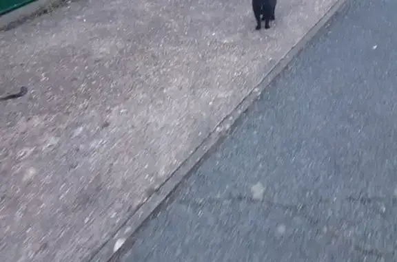 Chat retrouvé à Guyancourt - photo