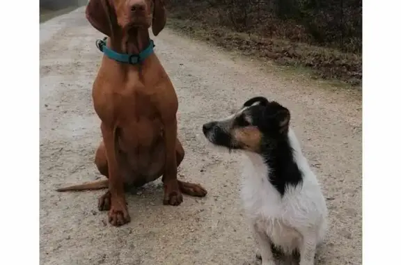 Chien perdu Blois, photo : Chiens perdus en forêt de Russy