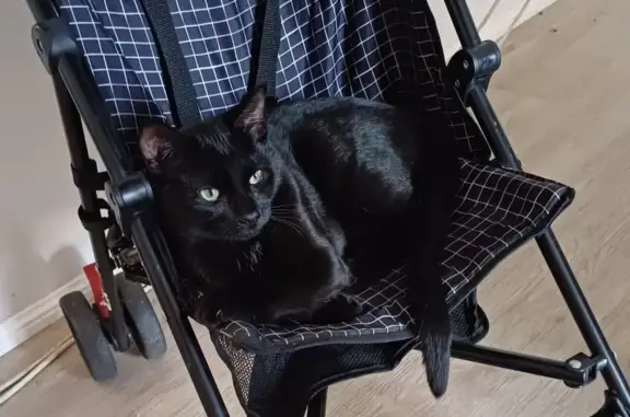 Lost Black Bombay Mix Cat in Logan - Help!