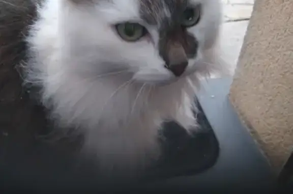 Chatte perdue à Tréon retrouvée - photo