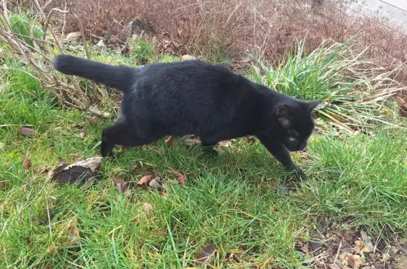 Chatte noire trouvée, St-Joseph - photo