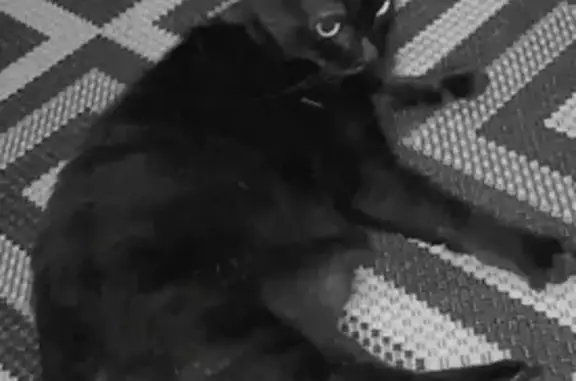 Animaux perdus Villegouge, photo: Chatte noire timide perdue - Villegouge