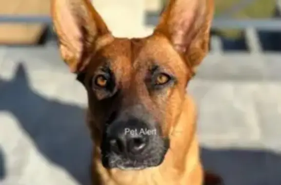 Chien perdu , photo : Chien Tess Perdu: Malinois X
