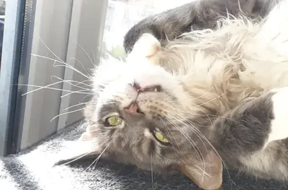 Chat perdu, , photo: Chat perdu à Flacé - Aidez-nous!