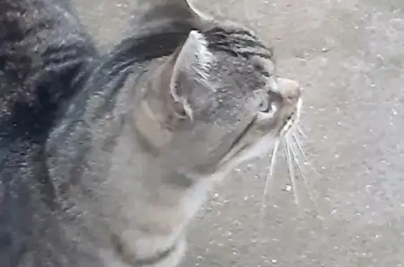 Chat trouvé Thouars, photo: Chat gris égaré à Thouars