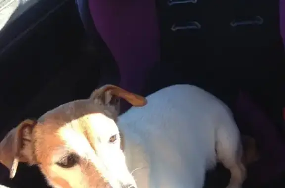 Animaux perdus Istres, photo: Jack Russell âgé perdu à Istres