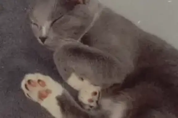 Animaux perdus , photo: Chat Kimi disparu à Niedermodern