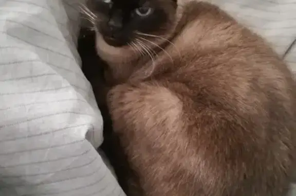 Chatte siamoise retrouvée à Castres - photo