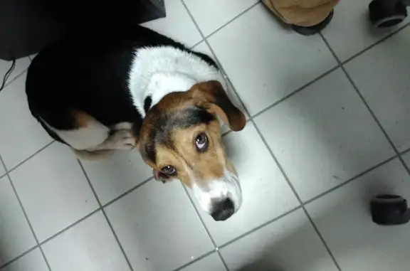 Beagle perdu vu à Combourg - photo