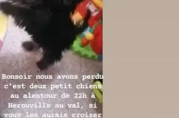 Recherche Bali et Laika perdus - photo