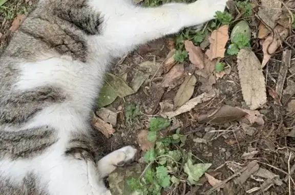 Chat malade trouvé à Montélimar - photo