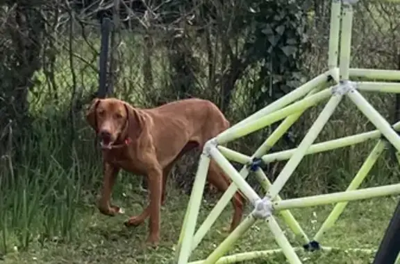 Chien de chasse perdu à Blanquefort - photo