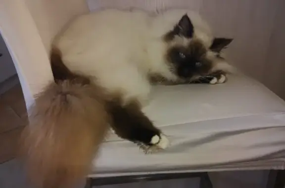 Animaux perdus , photo: Chat Tabasco perdu - Chambors