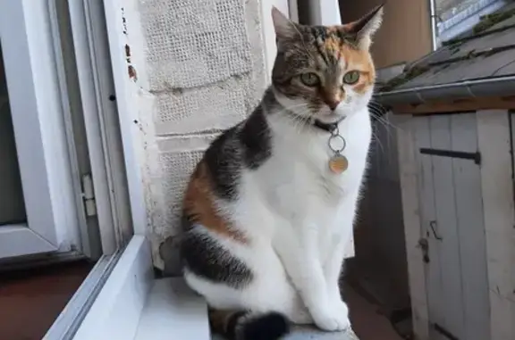 Chat perdu, , photo: Chatte tricolore perdue à Toury-Lurcy