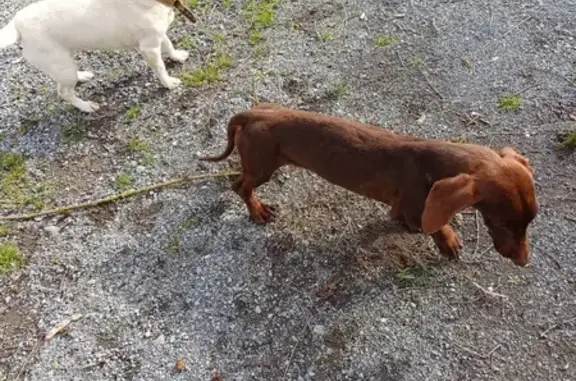 Deux chiens trouvés à Taron - photo