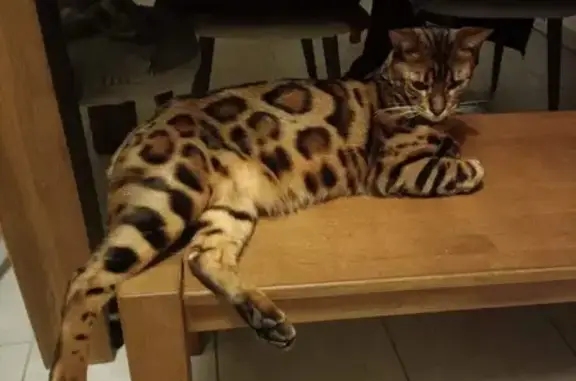 Animaux perdus Nice, photo: Avis de recherche: Chat Bengal