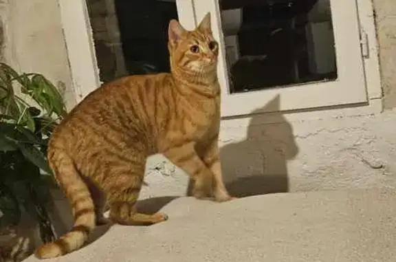 Chat trouvé , photo: Chatte rousse trouvée D619