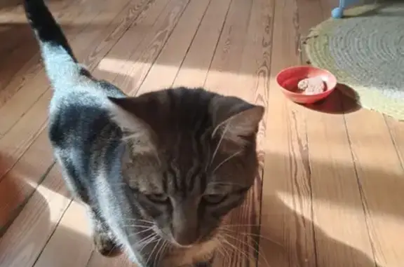 Chat noir et fauve trouvé à Montbéliard - photo