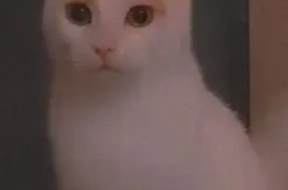 Chat perdu, Hirson, photo: Chaton perdu près de la gare Hirson