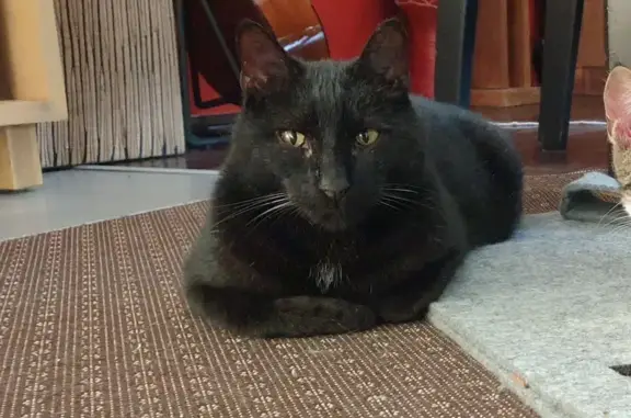 Animaux perdus Tremblay-en-France, photo: Chat noir perdu à Tremblay