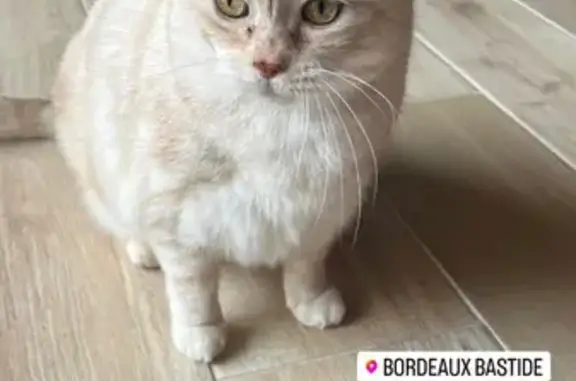 Animaux perdus Bordeaux, photo: Chat Bobby perdu à Bordeaux