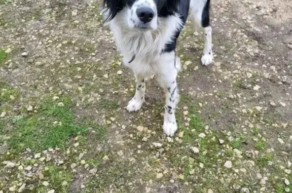 Chien perdu à Sommières-du-Clain - photo