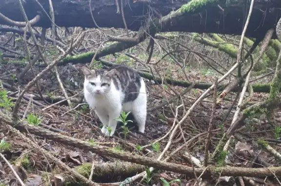 Chat perdu en forêt de Poullaouen - photo