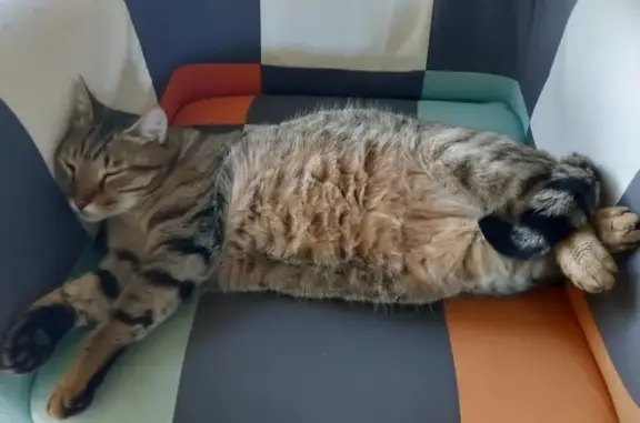 Animaux perdus , photo: Chat perdu à Saillagouse - 7kg