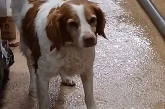 Chien perdu Meursault, photo : Épagneul perdu à Meursault, 11 ans